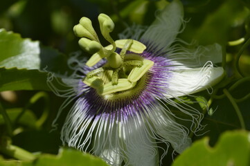 Passion fruit flower