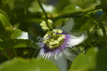 Sweet granadilla flower in bloom