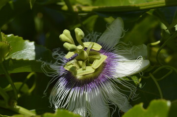 Passiflora edulis flower