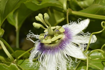 Sweet granadilla flower
