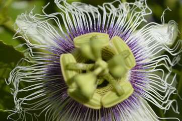 passion fruit flower