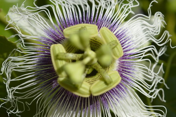 passion fruit flower close up