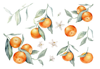 Set of mandarin branches with green leaves and flower. Hand drawn tangerines isolated background. Watercolor clipart illustrations. collection of citrus fruits. orange botanical painting - obrazy, fototapety, plakaty