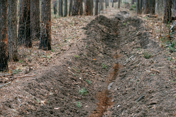 the moat on the ground along the trees is anti-fire