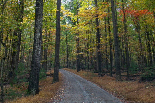 Cook Forest State Park