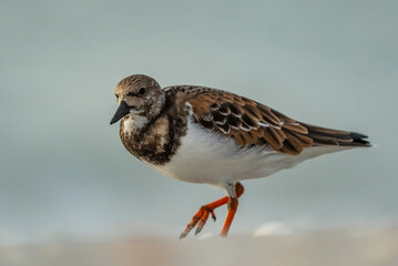 black headed gull