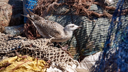 Juvenile yellow-legged gull (Larus michahellis) perched on a fishing net in the harbor in...