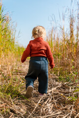 Naklejka na ściany i meble Rear view of a two-year-old toddler girl child in a vest in autumn walking in high dry grass in a thicket of cattails. Beautiful landscape, unity with nature, mystery, the child is alone. The concept 