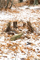 sottobosco