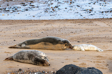 Fototapeta premium Newborn grey seal pup, Halichoerus grypus, with mother seal, Horsey, Norfolk, UK