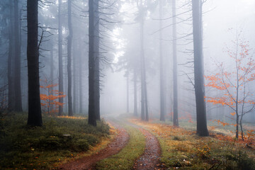Foggy forest path