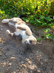 A gray cunning cat lies and warms itself on loose plowed warm ground in the village. Vertical photo, top view
