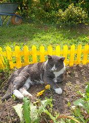 A gray cat lies on its side in a flowerbed, squinting against the background of a yellow decorative...
