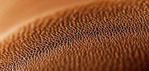 Fotobehang  a close up view of a brown leather texture with a small amount of stitching on the top of it. © Jevjenijs