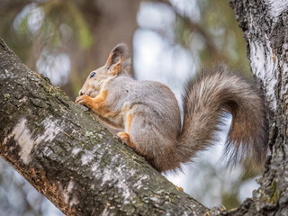 The squirrel with nut sits on tree in the autumn. Eurasian red squirrel, Sciurus vulgaris.