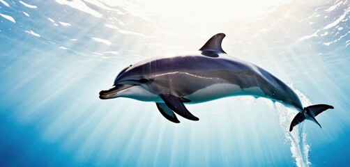  a dolphin swimming in the ocean with sunlight shining on it's back and it's head above the water's surface.