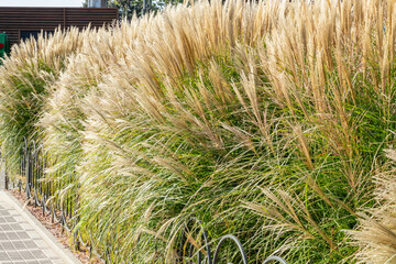 Garden landscape with perennials and ornamental grasses in city square or along the sidewalk in...