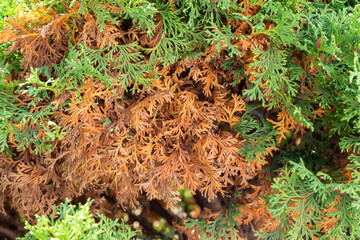Green coniferous tree with some dried branches. A thuja, arborvitae tree is drying up, turning...