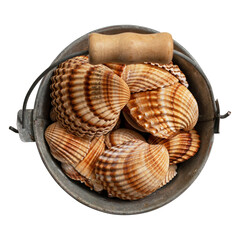 Bucket with white shells .Gray bucket with seashells on transparent background.