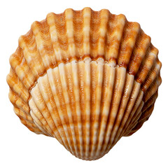 Beautiful sea shells of common cockle isolated on a transparent background. Cerastoderma edule. ...