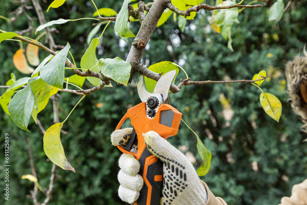 Wall mural cutting branches on fruit tree using battery powered pruning secateurs. farmers hand prunes and cuts