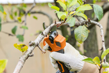 Cutting branches on fruit tree using battery powered pruning secateurs. Farmers hand prunes and cuts branches of a tree in the garden with electric pruning  secateurs in autumn. Autumn cut tree.