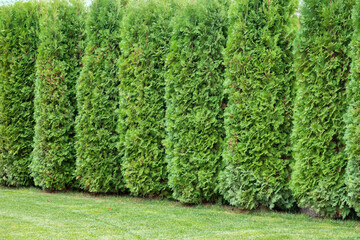 Tall green thuja hedge. High hedge of evergreen arborvitae thuja near of a green turf lawn, scenic...