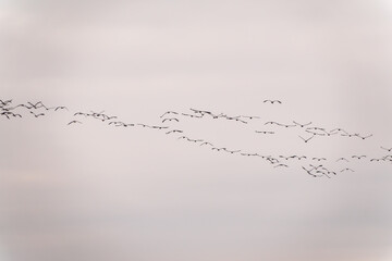 Flying cranes flock against blue sky