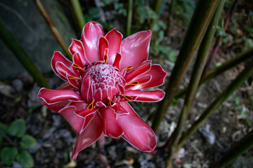 Etlingera elatior pink torch ginger flower with a blurry background. Botanic garden flower in...