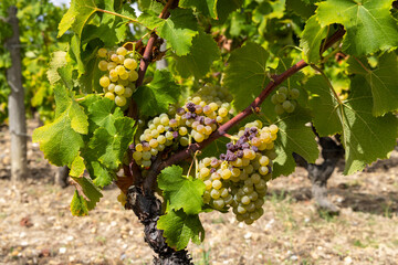 Typical grapes with botrytis cinerea for sweet wines, Sauternes, Bordeaux, Aquitaine, France
