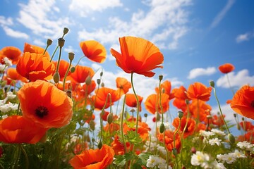 In the sunny morning, vivid poppies are blooming.