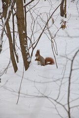 A squirrel with a fluffy tail sits near a tree in the snow and looks to the side.