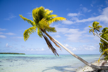 Palm tree hanging over the tropical beach at Marlon Brando's atoll Tetiaroa, Tahiti, French Polynesia - obrazy, fototapety, plakaty