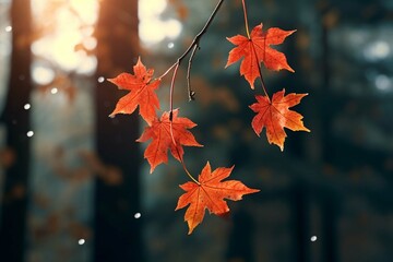 Three red maple leaves falling from a tree,