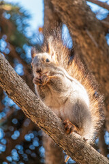The squirrel with nut sits on tree in the autumn. Eurasian red squirrel, Sciurus vulgaris.