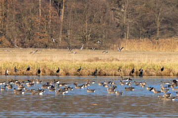 Great Goose, (Anser anser) and Great cormorant (Phalacrocorax carbo), Southern Bohemia, Czech...