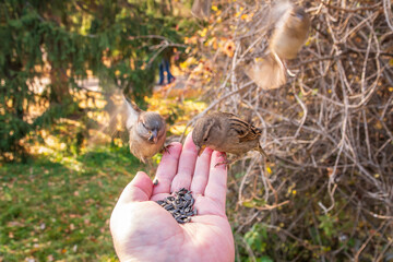 Sparrow eats seeds from a man's hand