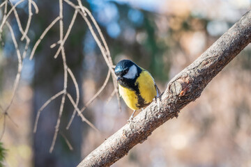 Cute bird Great tit, songbird sitting on the branch with blurred background