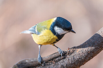Fototapeta premium Cute bird Great tit, songbird sitting on the branch with blurred background