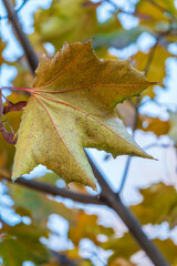 Maple branches with yellow leaves in autumn, in the light of sunset.