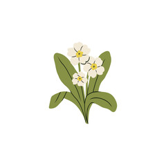 Flat vector primrose flower illustration