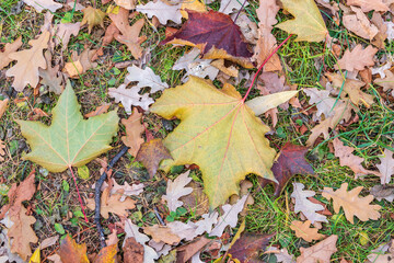 Orange and yellow fallen leaves in the sunlight.