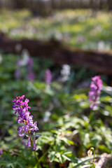 Hollow smokestack (Corydalis cava), spring forest, Southern Moravia, Czech Republic