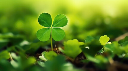 green clover, shamrock, symbol, st. patrick's day, luck, nature, plant, irish national holiday, spring, march 17, flower, tradition, religious, background, postcard, leaves