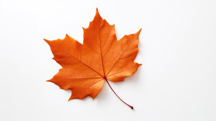 Naklejka na ściany i meble A autumn leaf on white background