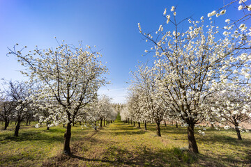Fototapeta premium flowering cherry orchard near Cejkovice, Southern Moravia, Czech Republic