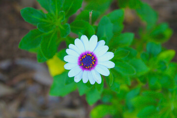 Close image from above of a white and purple flower.