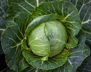 Obraz premium Head of late-grade cabbage for traditional vegetable of rural vegetable garden.