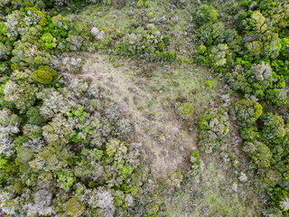 Aerial image looking down on a field with bushes and trees. Ideal to represent life in the countryside, crop control and care for nature. drone image