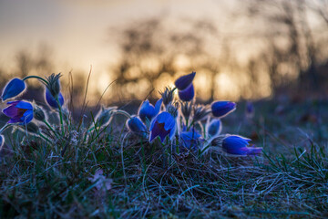Spring flower Cornflower Pulsatilla Grandis in a meadow in the afternoon sun. Purple flowers on a...